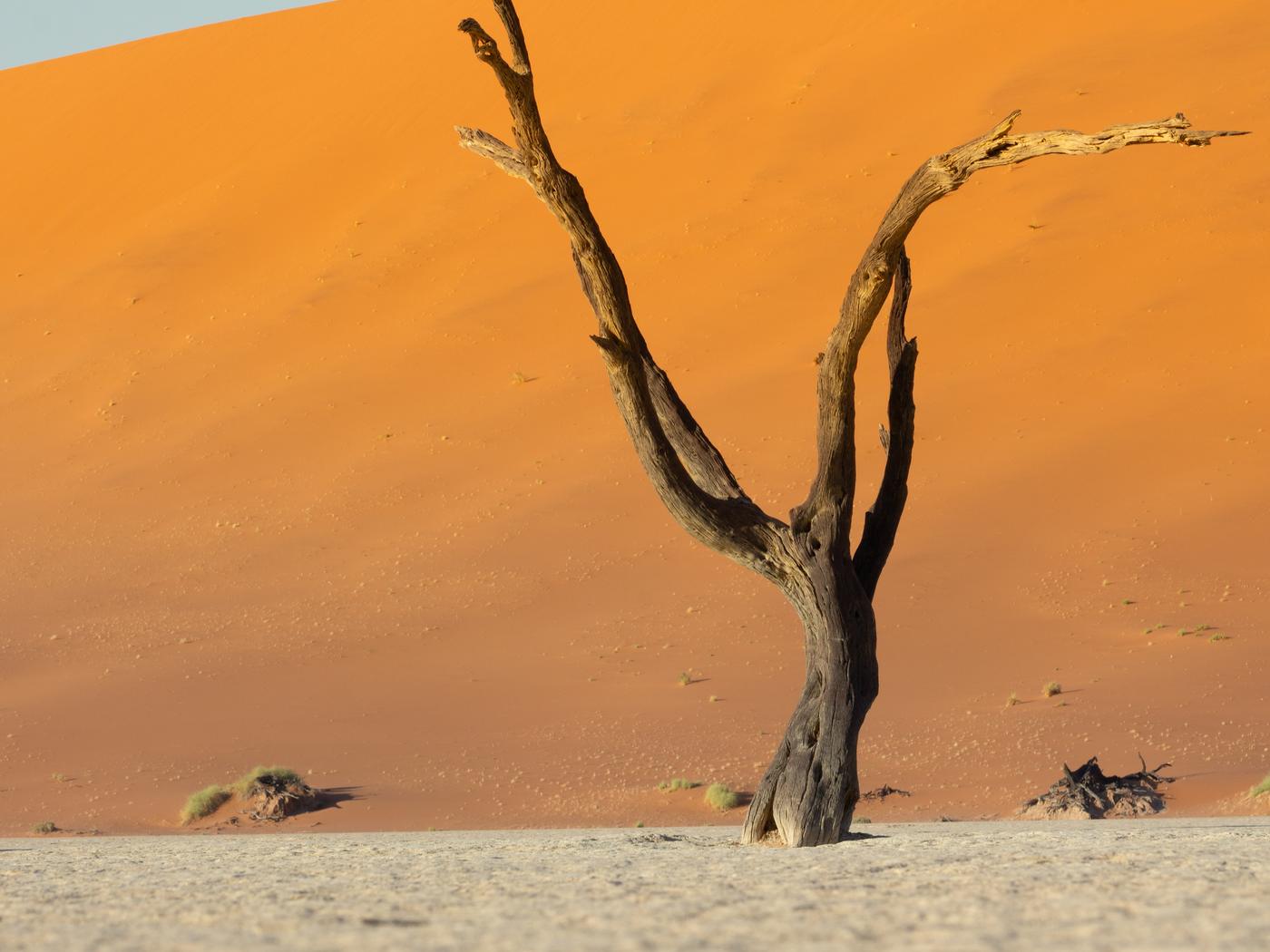 Wildlife photograph, Meerkat Photography