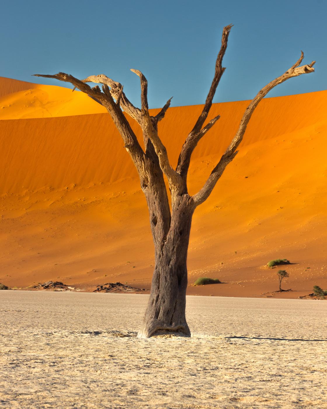 Wildlife photograph, Meerkat Photography