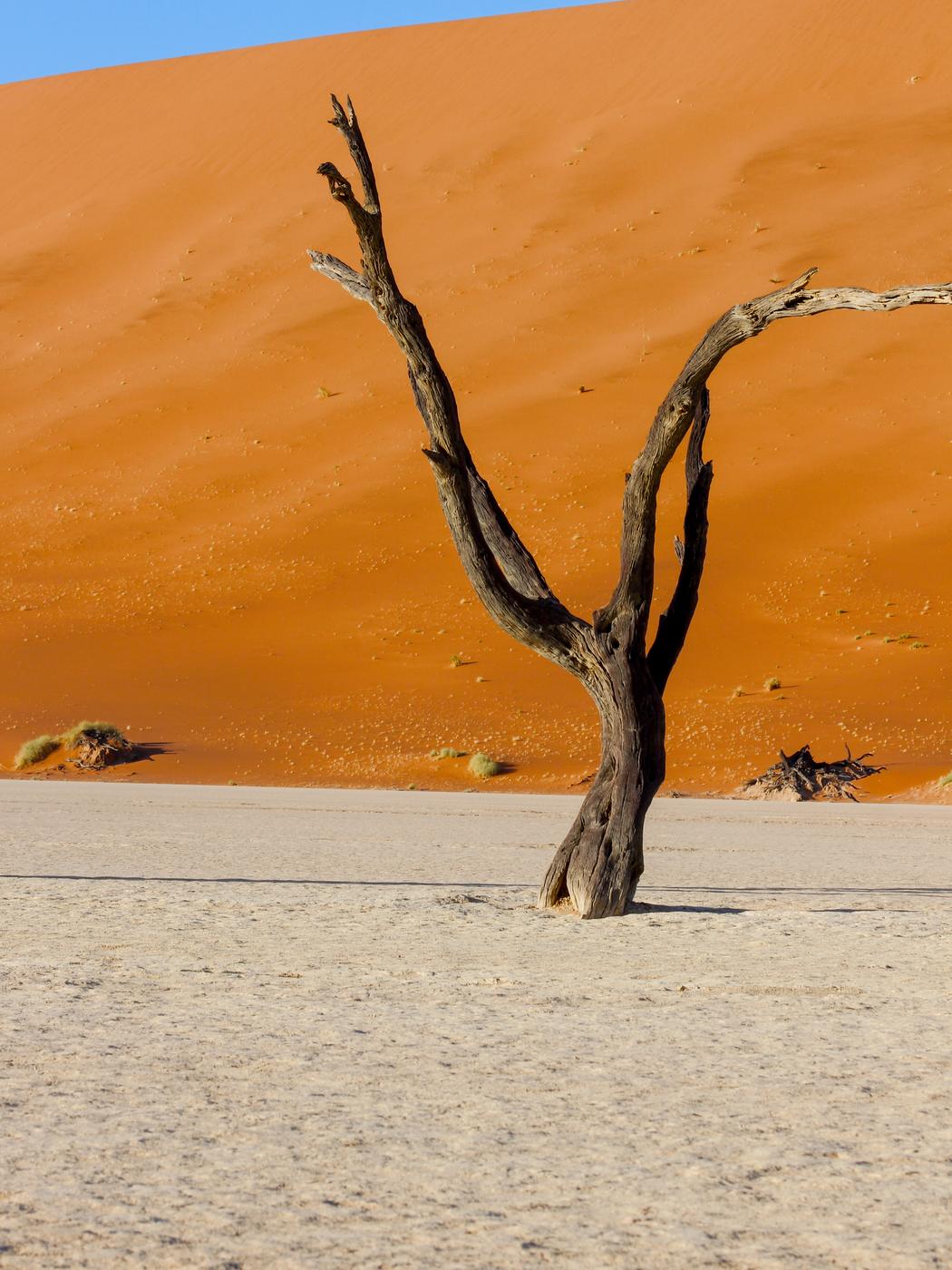 Wildlife photograph, Meerkat Photography