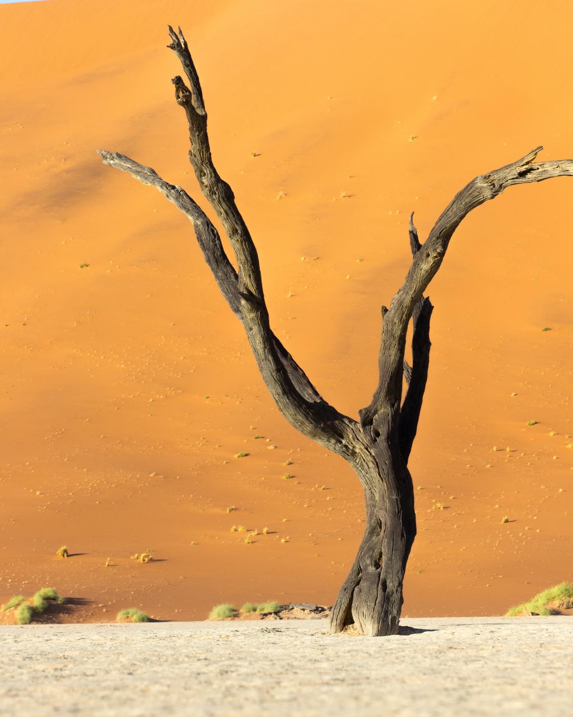 Wildlife photograph, Meerkat Photography