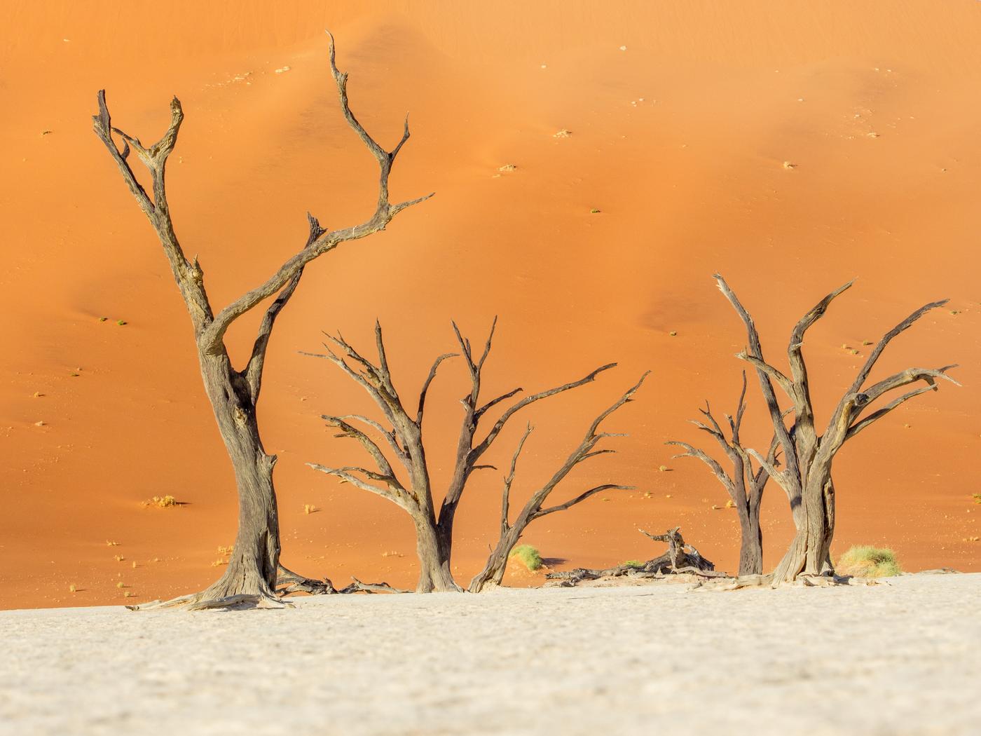 Wildlife photograph, Meerkat Photography
