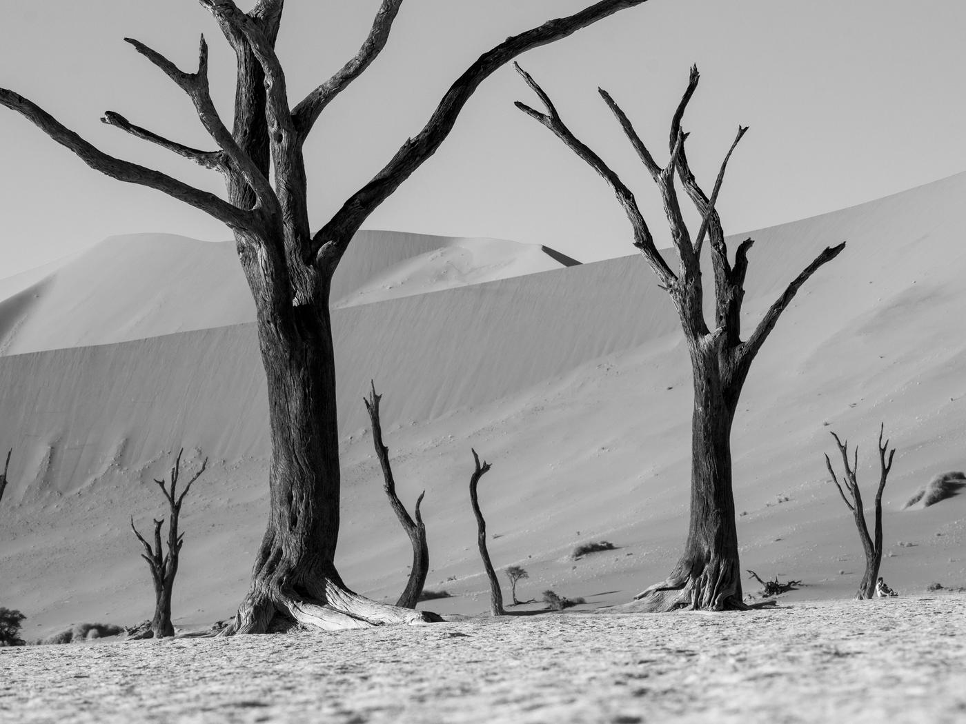 Wildlife photograph, Meerkat Photography
