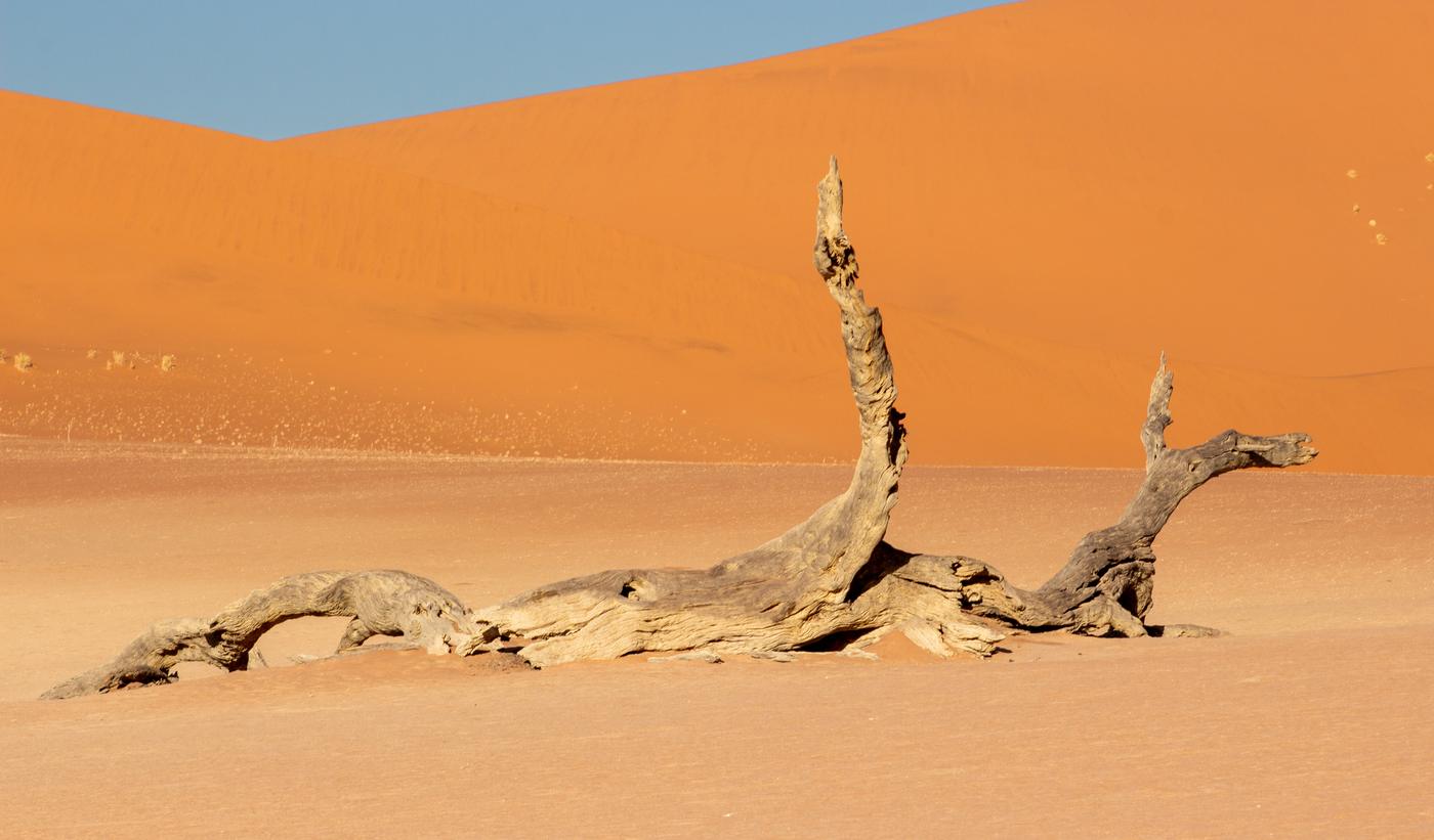 Wildlife photograph, Meerkat Photography