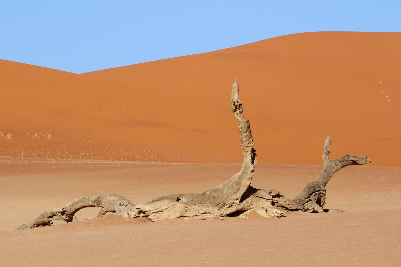 Wildlife photograph, Meerkat Photography