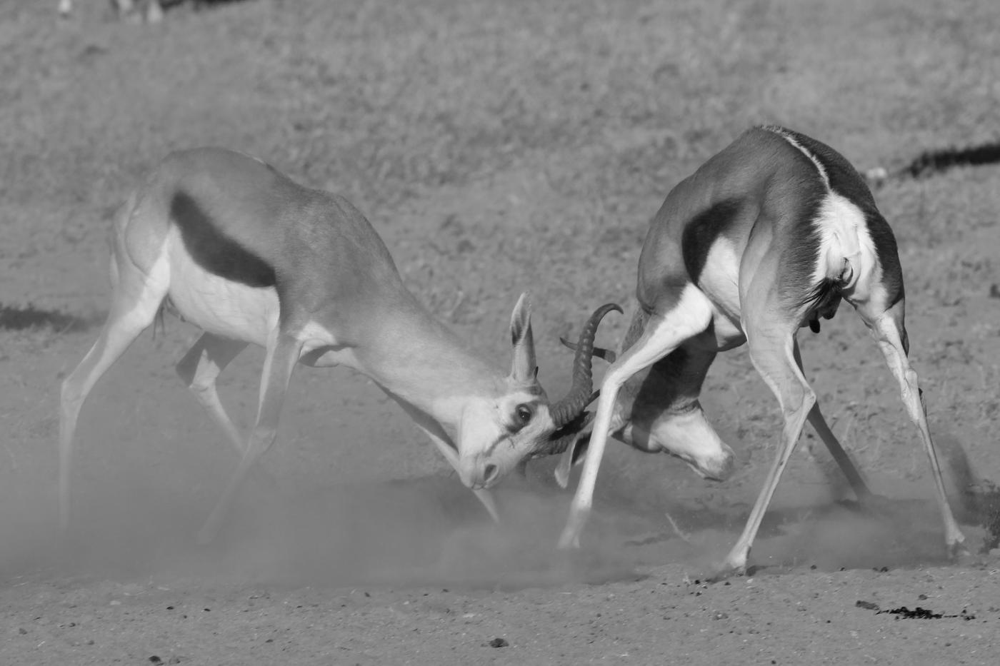 Wildlife photograph, Meerkat Photography