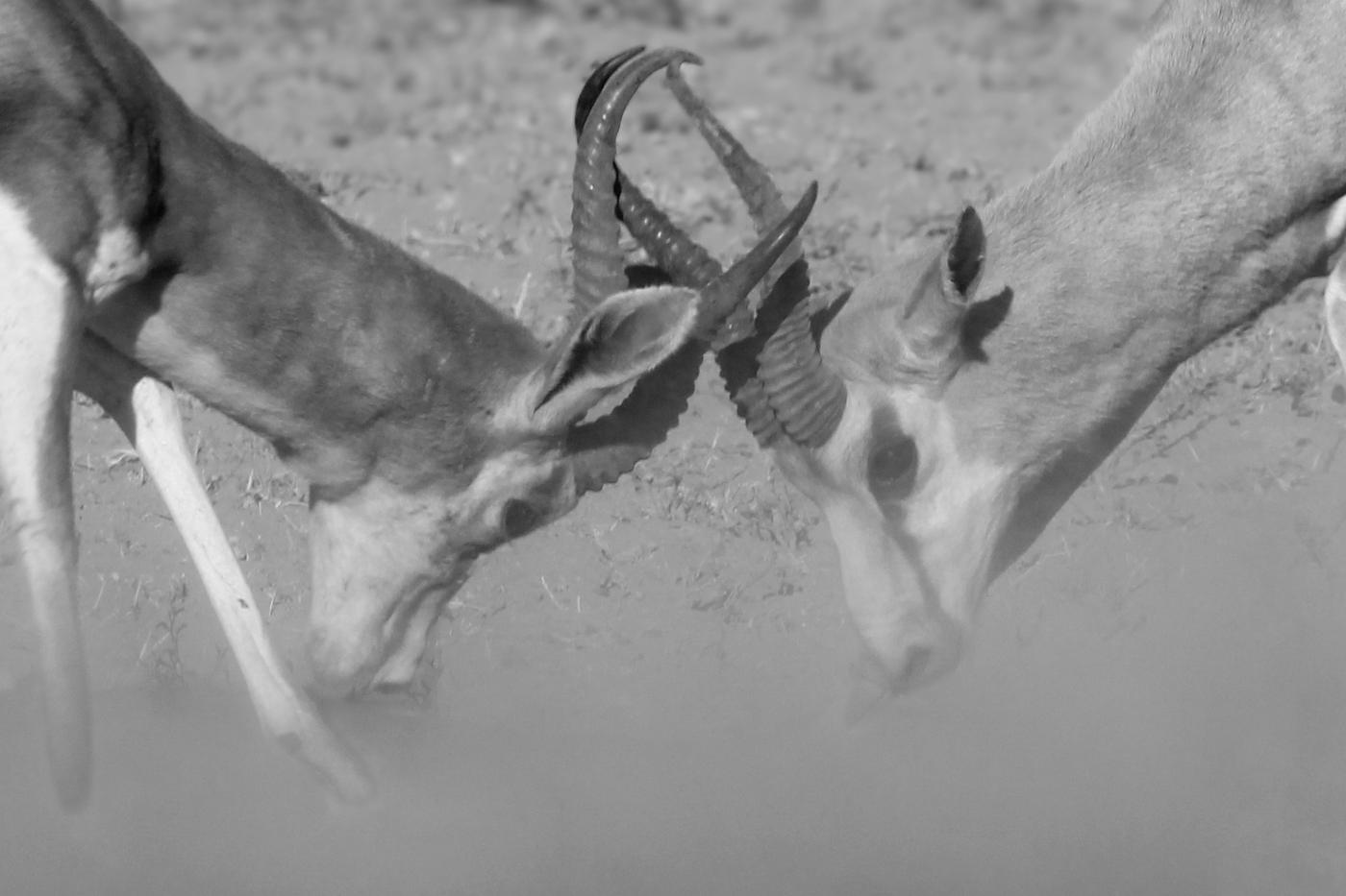Wildlife photograph, Meerkat Photography