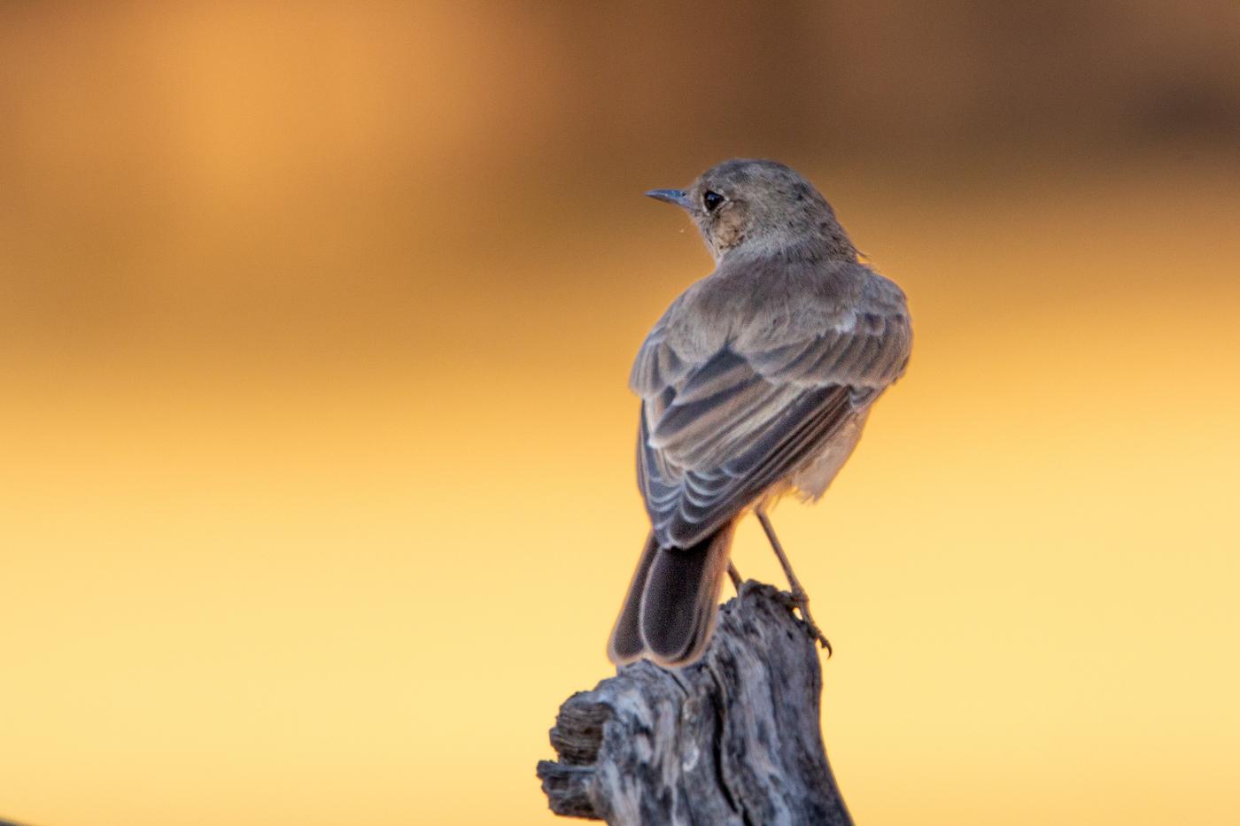 Wildlife photograph, Meerkat Photography