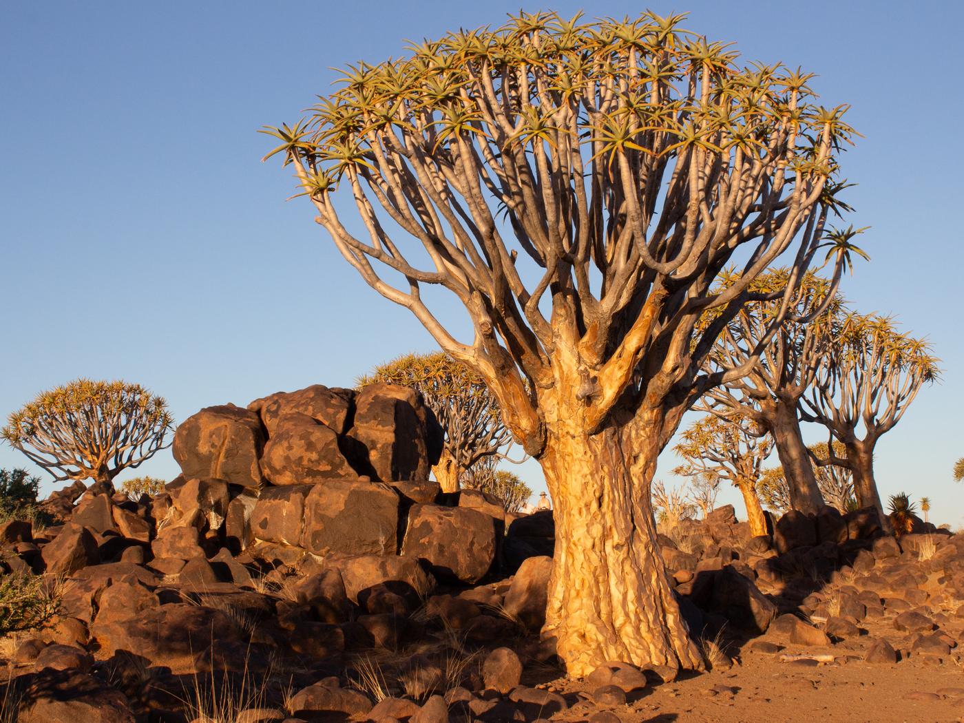 Wildlife photograph, Meerkat Photography