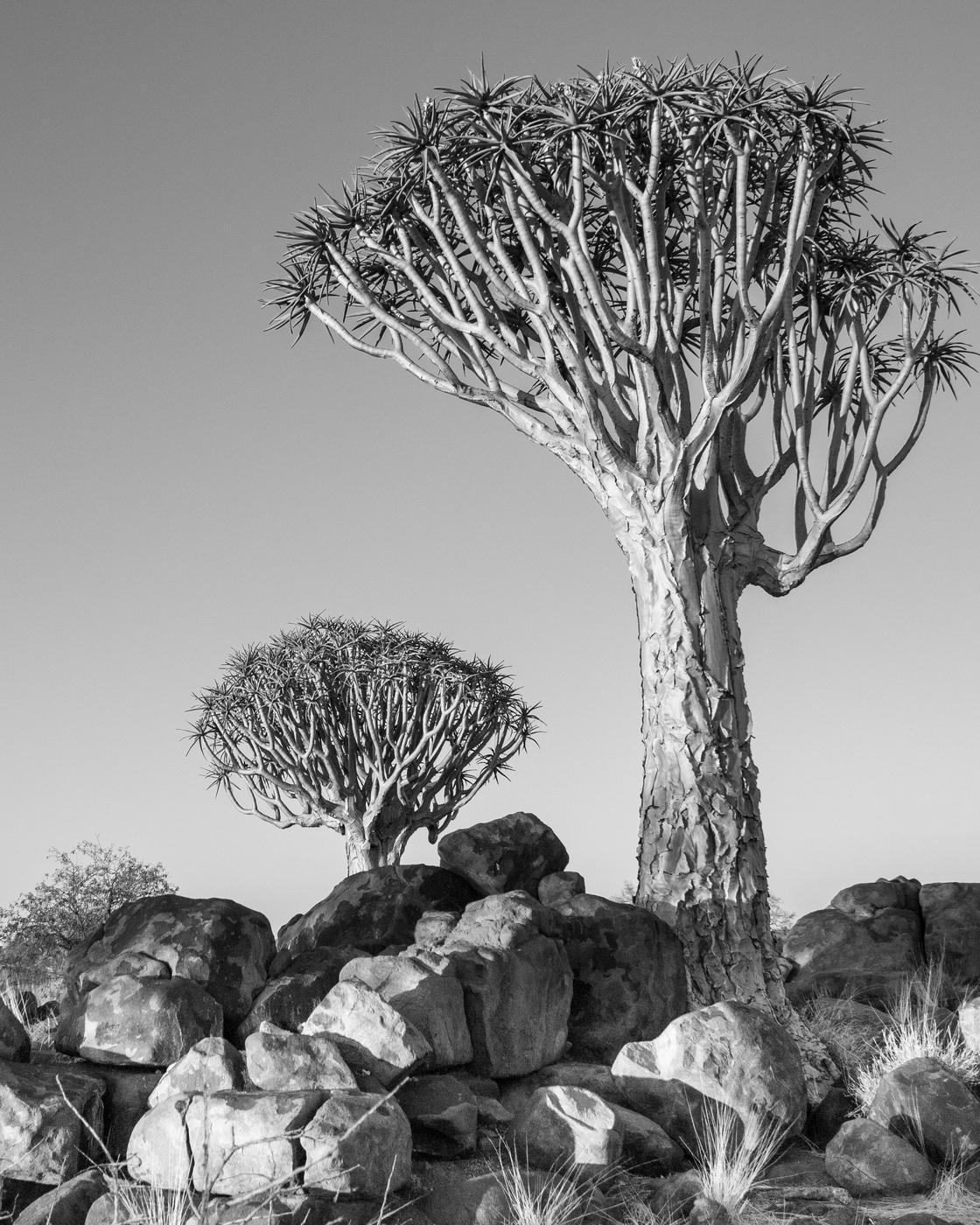 Wildlife photograph, Meerkat Photography
