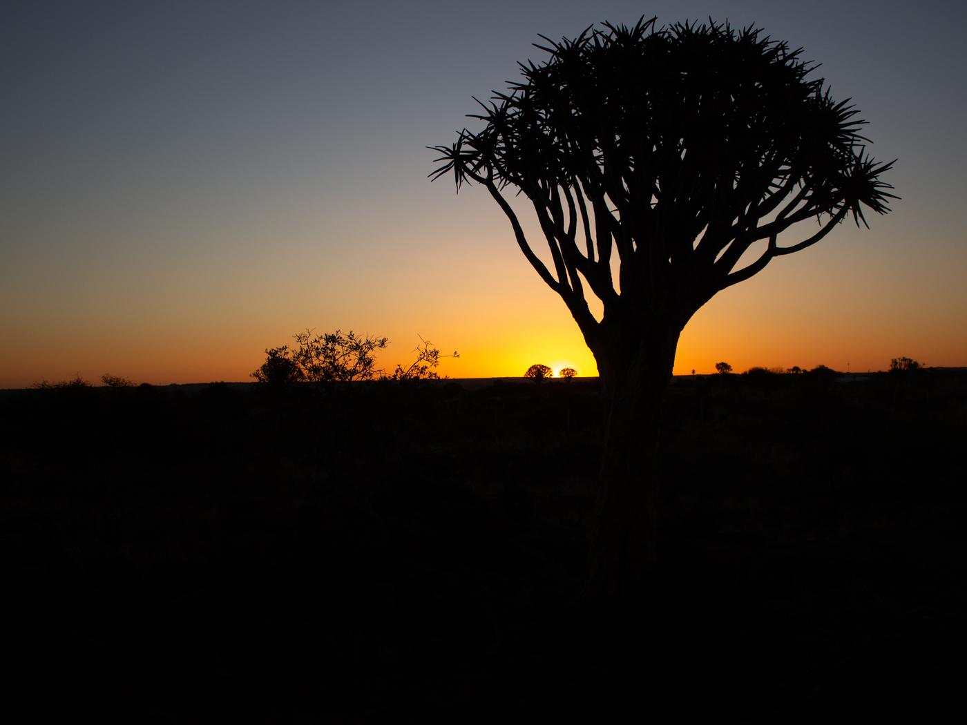 Wildlife photograph, Meerkat Photography