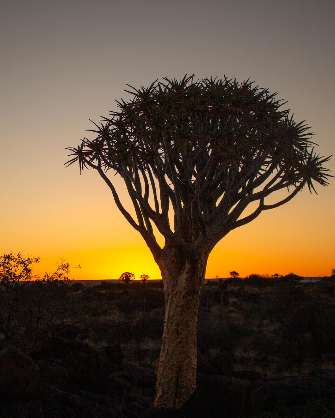Wildlife photograph, Meerkat Photography
