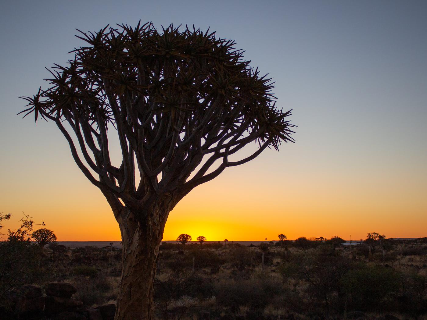 Wildlife photograph, Meerkat Photography