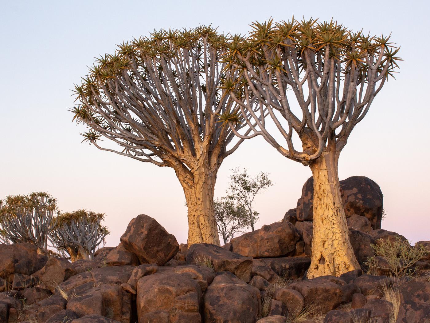 Wildlife photograph, Meerkat Photography