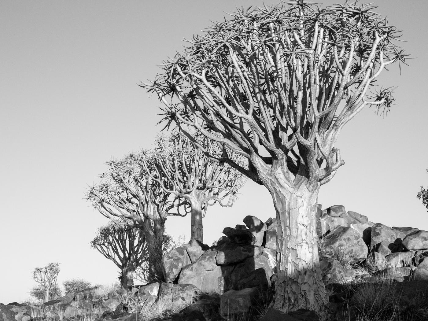 Wildlife photograph, Meerkat Photography