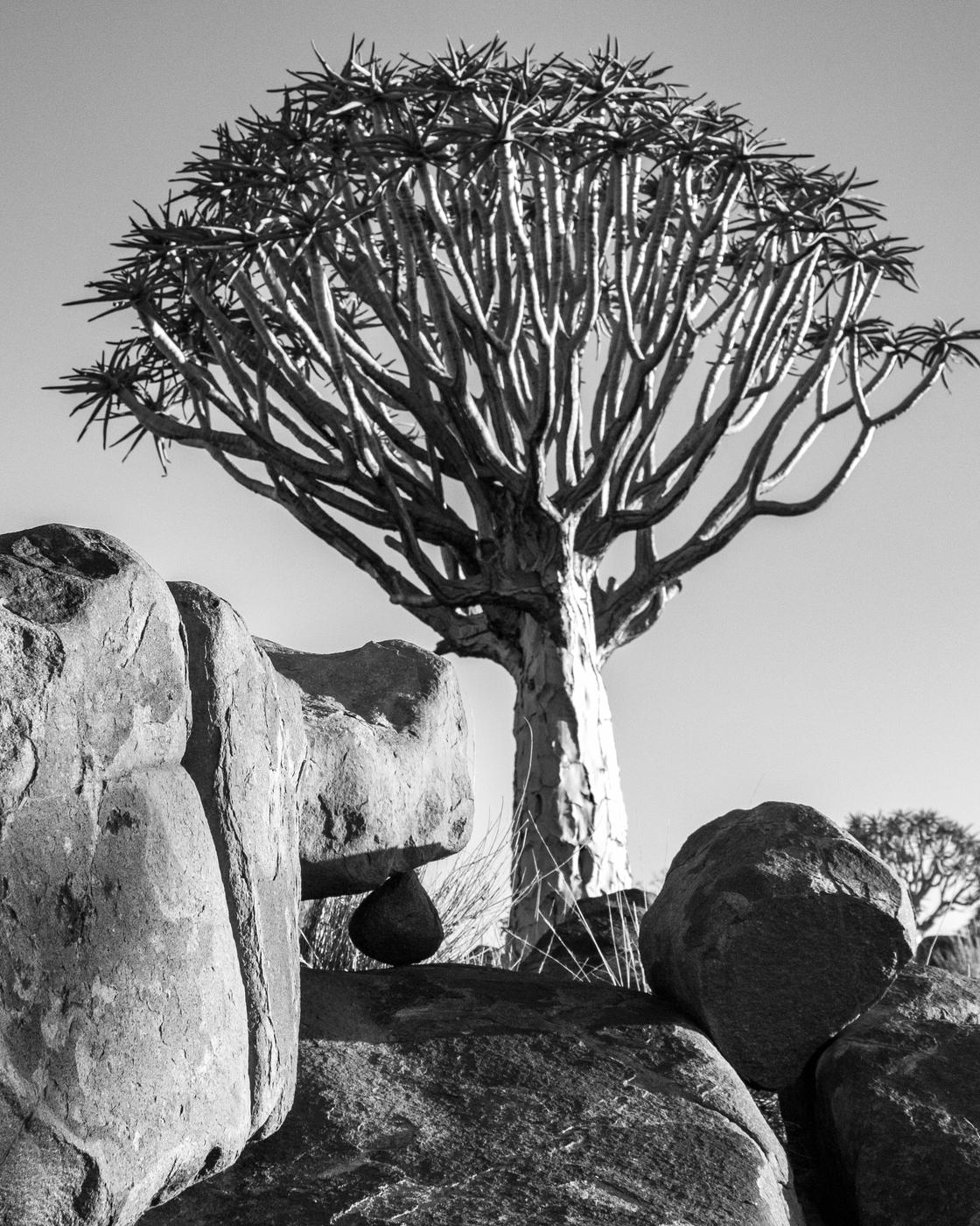 Wildlife photograph, Meerkat Photography