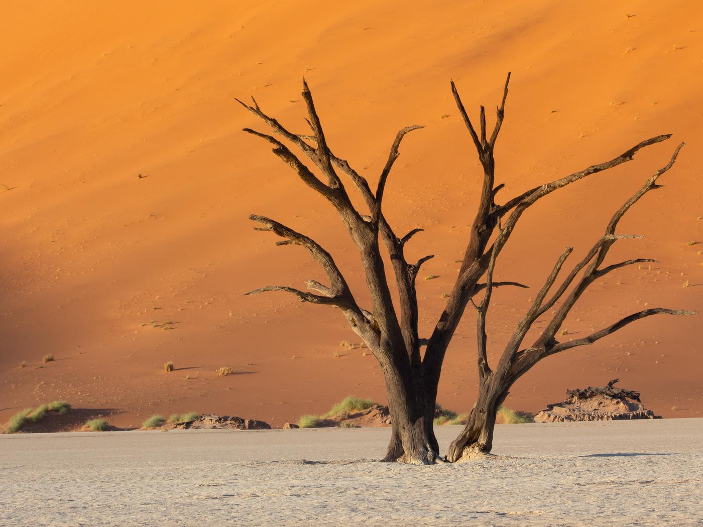 Wildlife photograph, Meerkat Photography