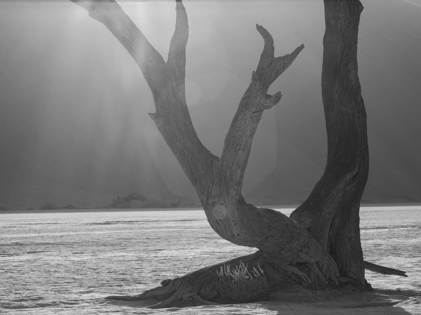 Wildlife photograph, Meerkat Photography