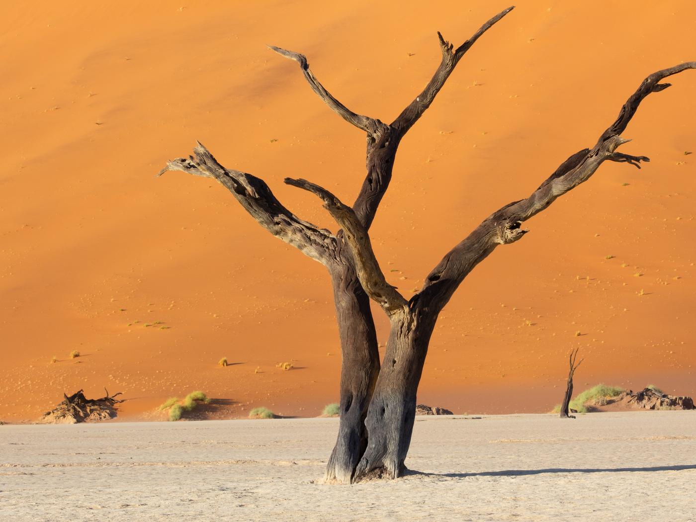 Wildlife photograph, Meerkat Photography