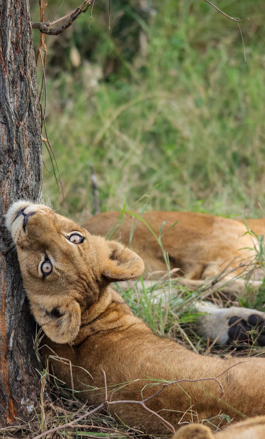 Lion cub resting, photographed by Marlo Hartman