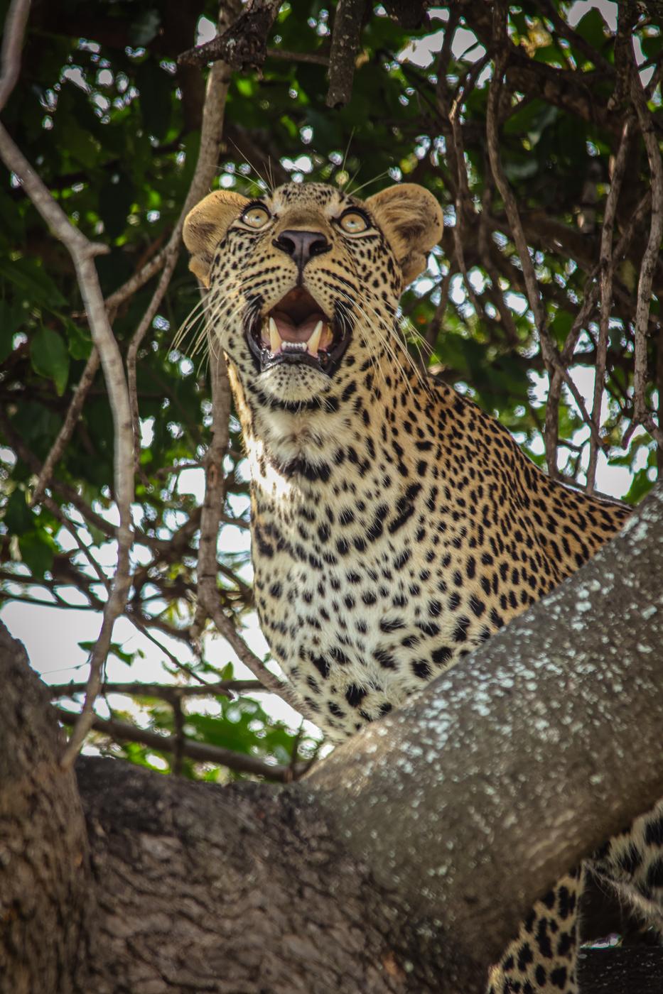 Leopard calling from a marula branch, photographed by Marlo Hartman