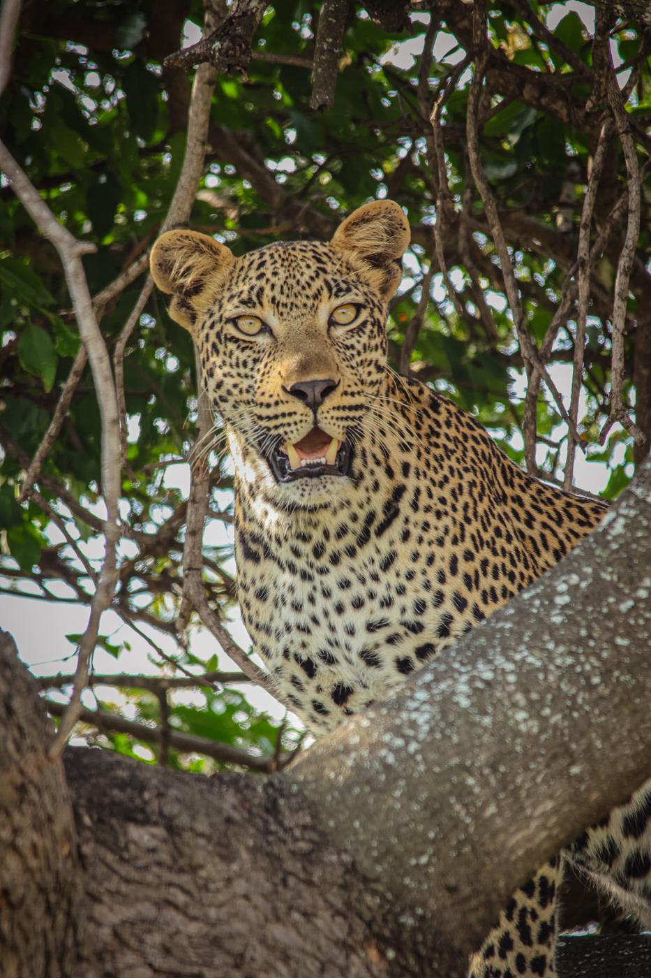 Leopard in a tree, photographed by Marlo Hartman