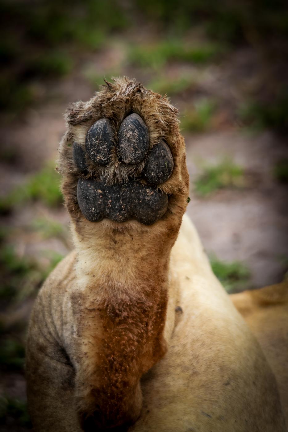 Lion paw, photographed by Marlo Hartman