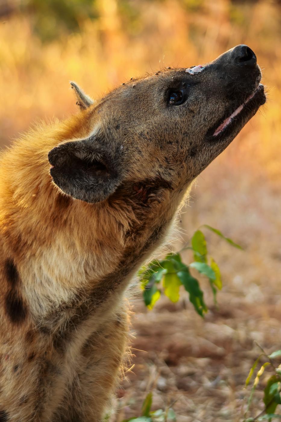 Spotted hyena in evening light, photographed by Marlo Hartman