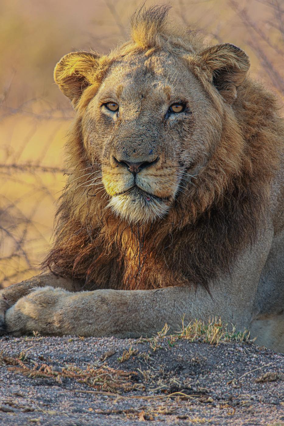 Male lion at rest, photographed by Marlo Hartman