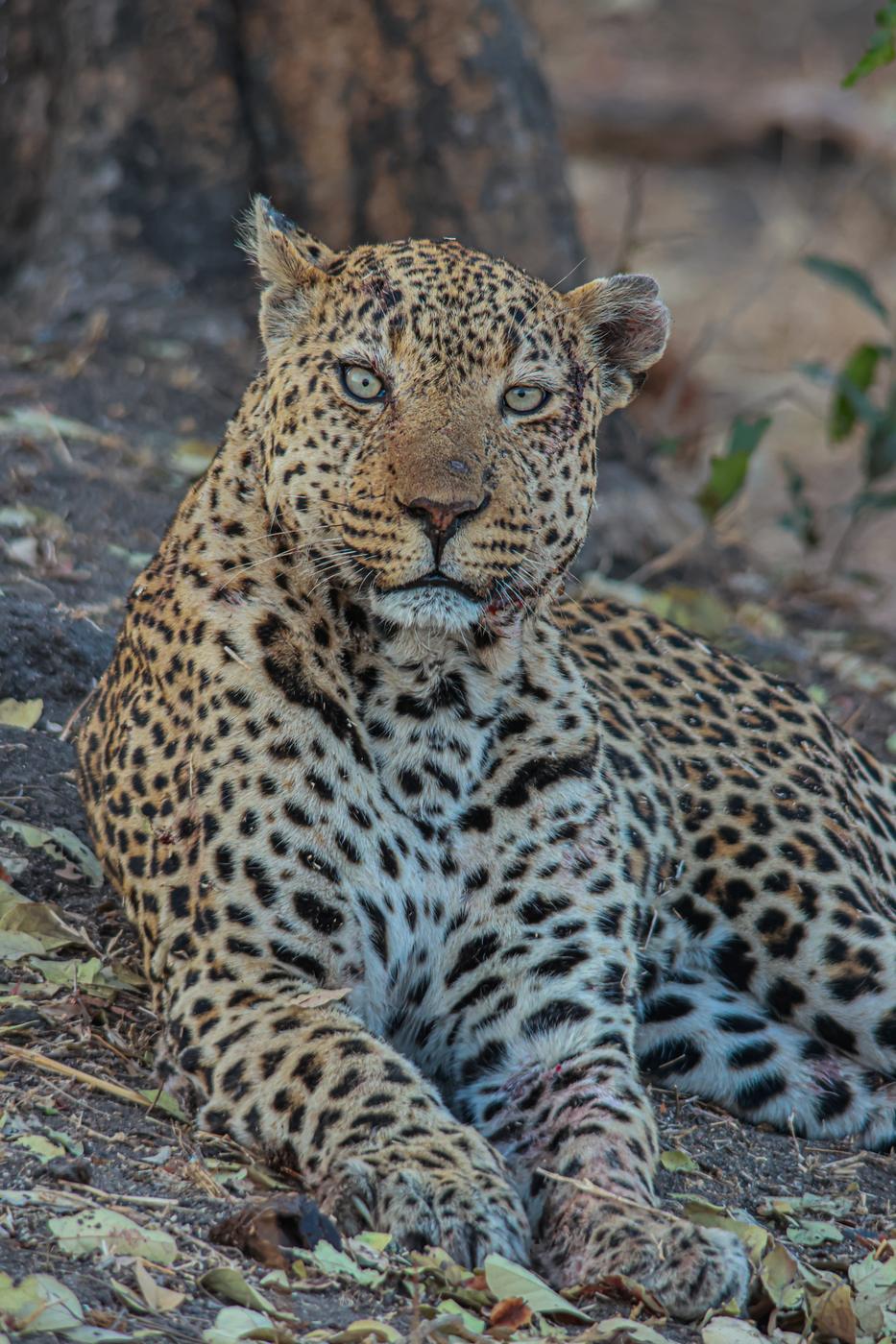 Leopard in leaf litter, photographed by Marlo Hartman
