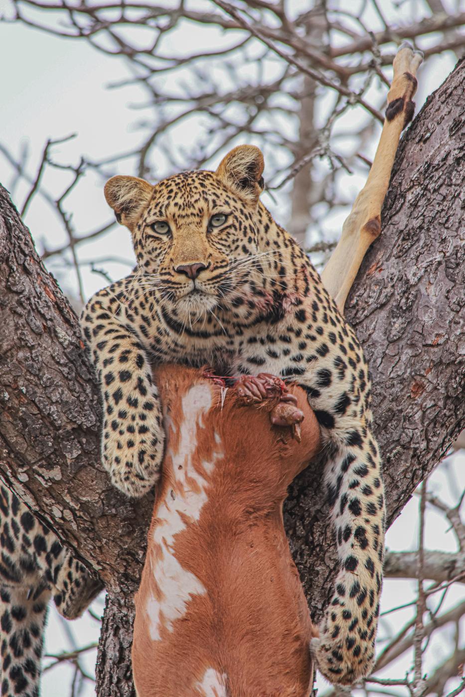 Leopard with a kill in a tree, photographed by Marlo Hartman