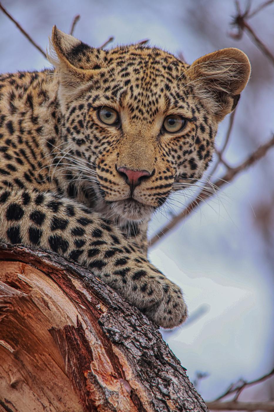 Leopard on a fallen branch, photographed by Marlo Hartman