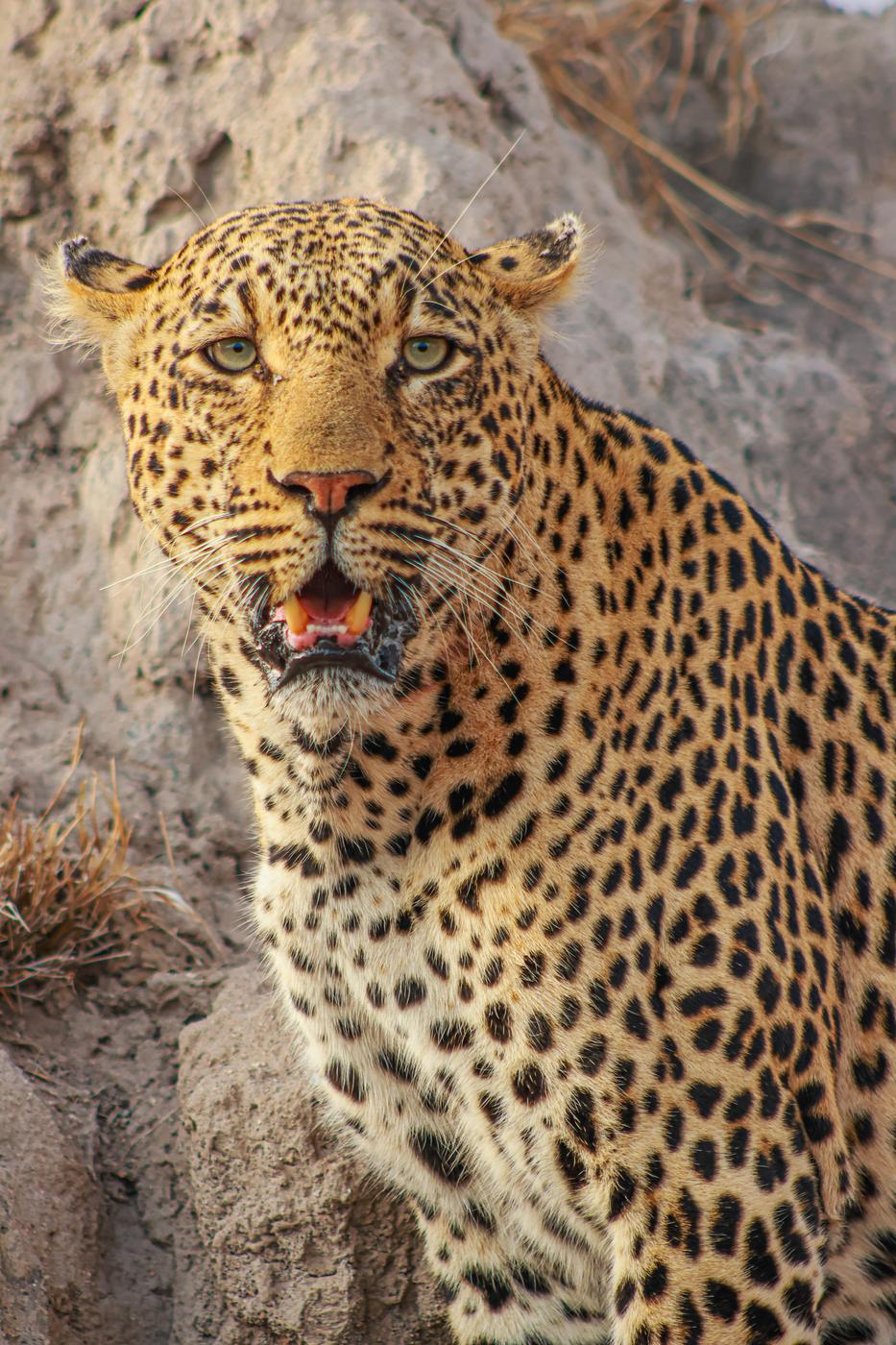 Leopard snarling, photographed by Marlo Hartman