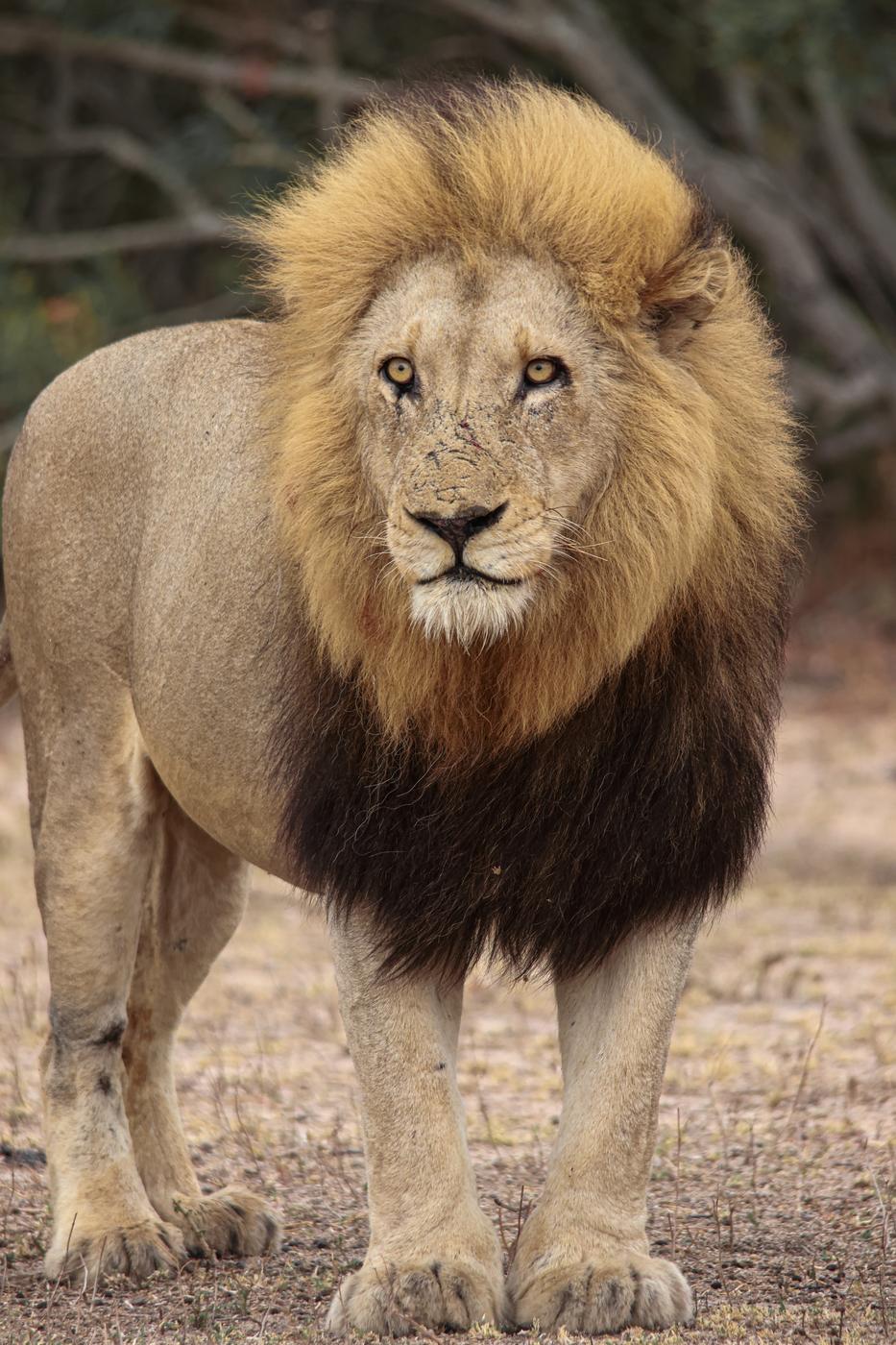 Male lion standing, photographed by Marlo Hartman