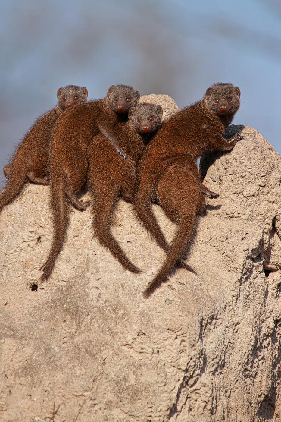 Dwarf mongooses on a termite mound, photographed by Marlo Hartman
