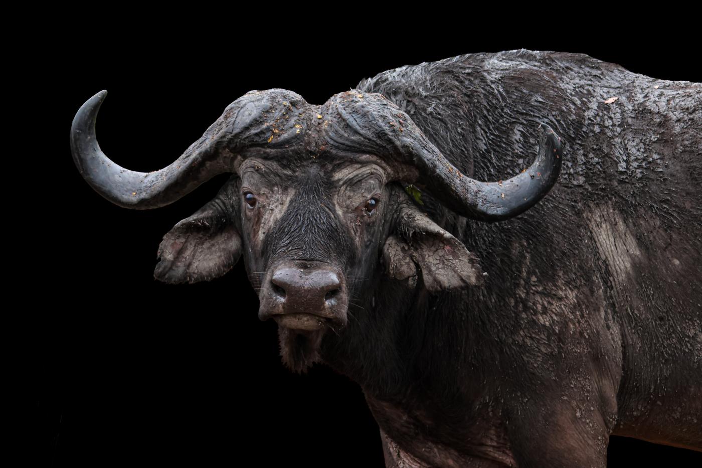 Cape buffalo bull, low key, photographed by Marlo Hartman
