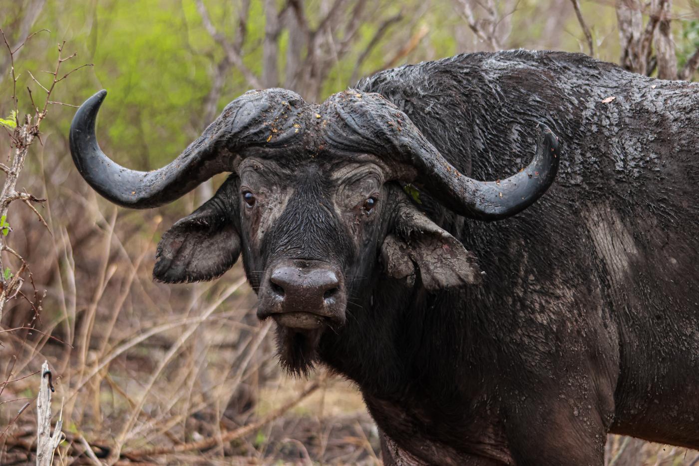 Cape buffalo bull, photographed by Marlo Hartman