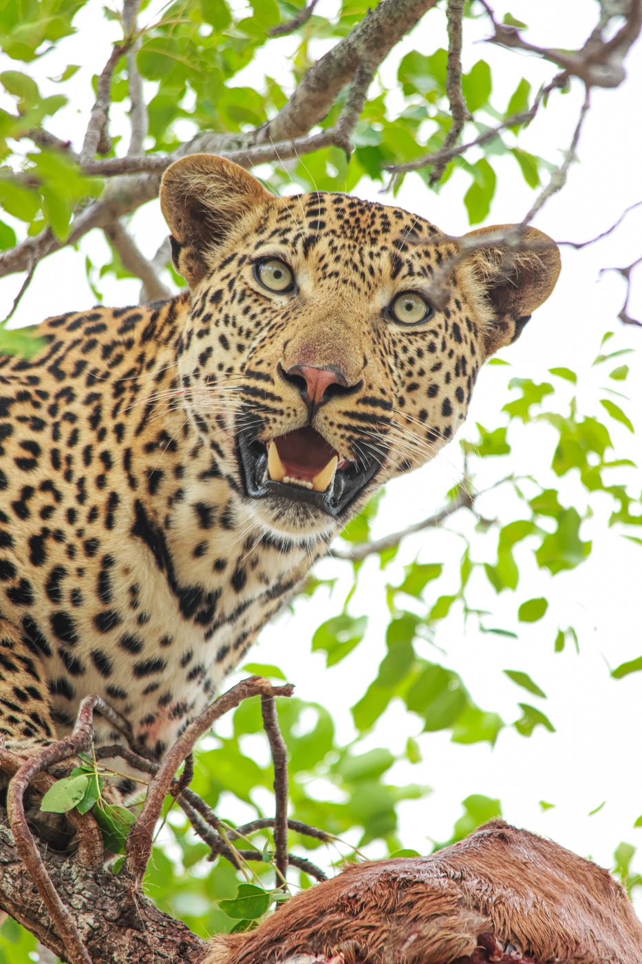 Leopard in a green canopy, photographed by Marlo Hartman