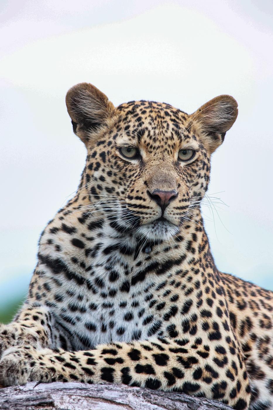 Leopard portrait, photographed by Marlo Hartman