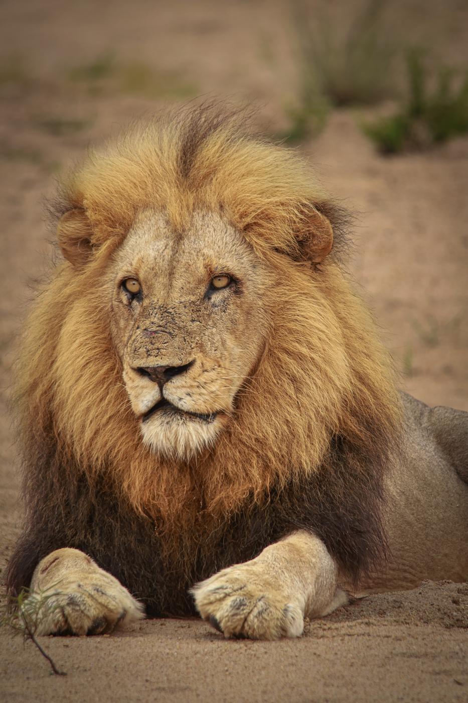 Male lion lying in sand, photographed by Marlo Hartman