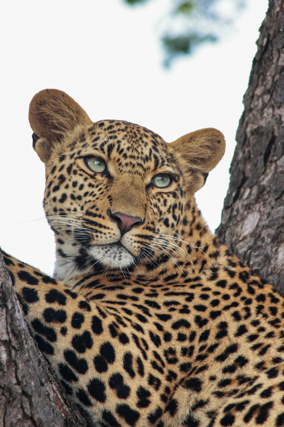 Leopard against a bright sky, photographed by Marlo Hartman