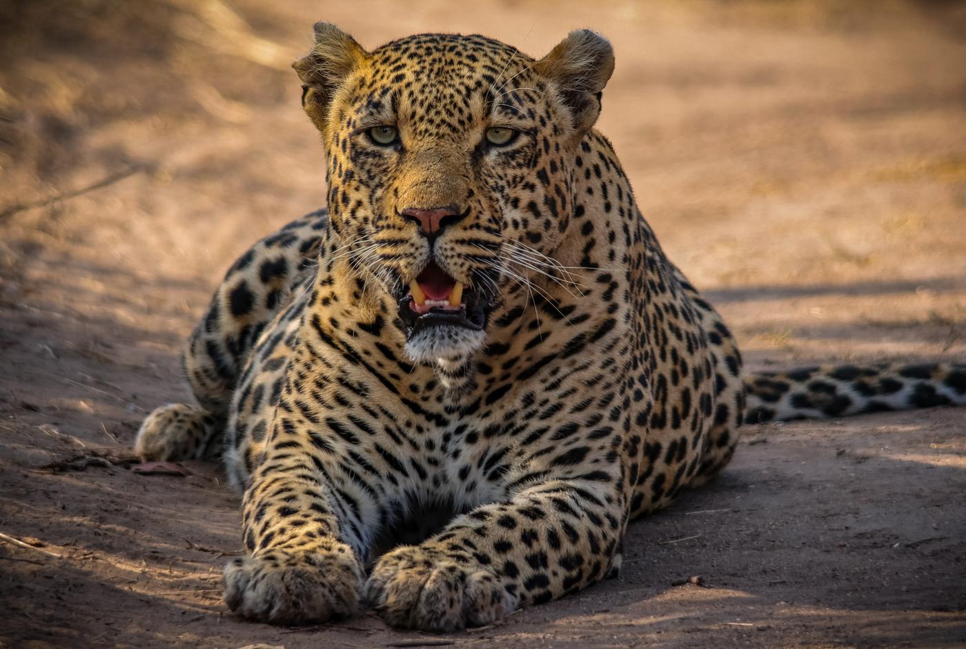 Leopard resting on rock, photographed by Marlo Hartman