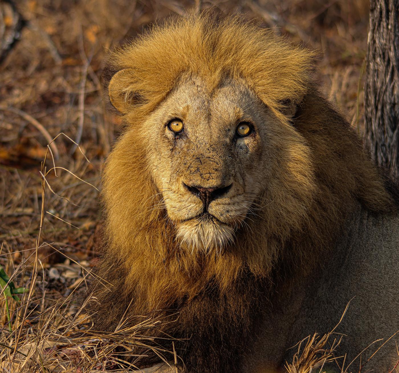 Male lion in dry grass, photographed by Marlo Hartman