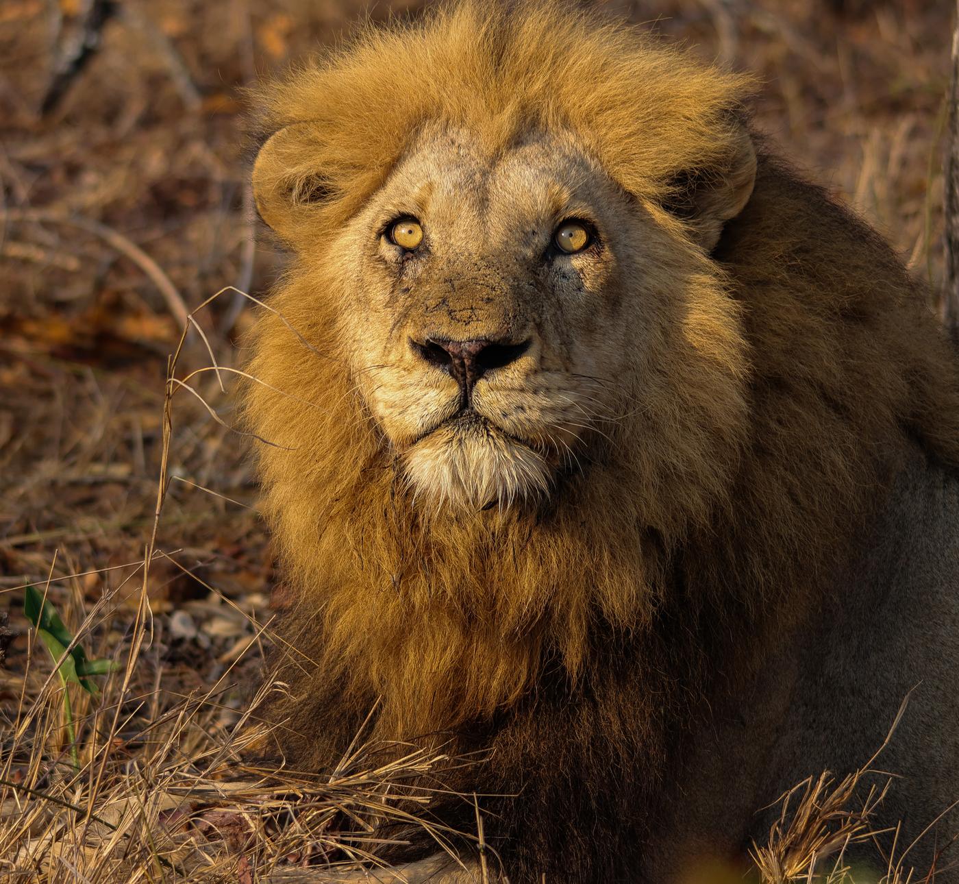 Male lion portrait, photographed by Marlo Hartman