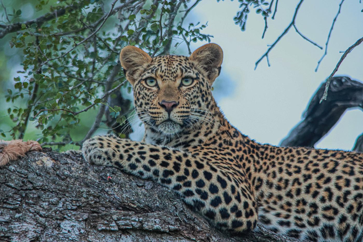 Leopard on a branch, photographed by Marlo Hartman