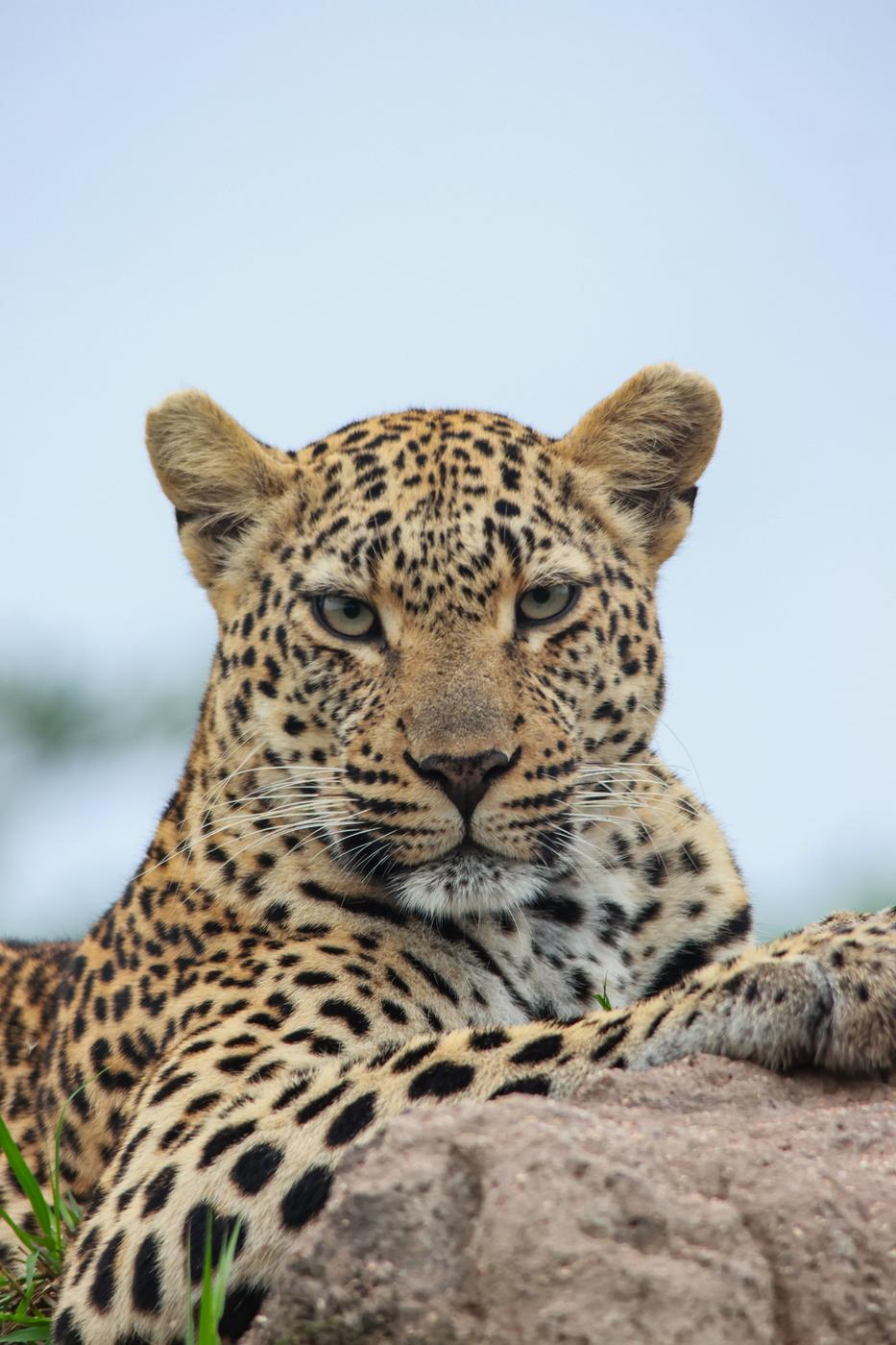 Leopard on a rock, photographed by Marlo Hartman
