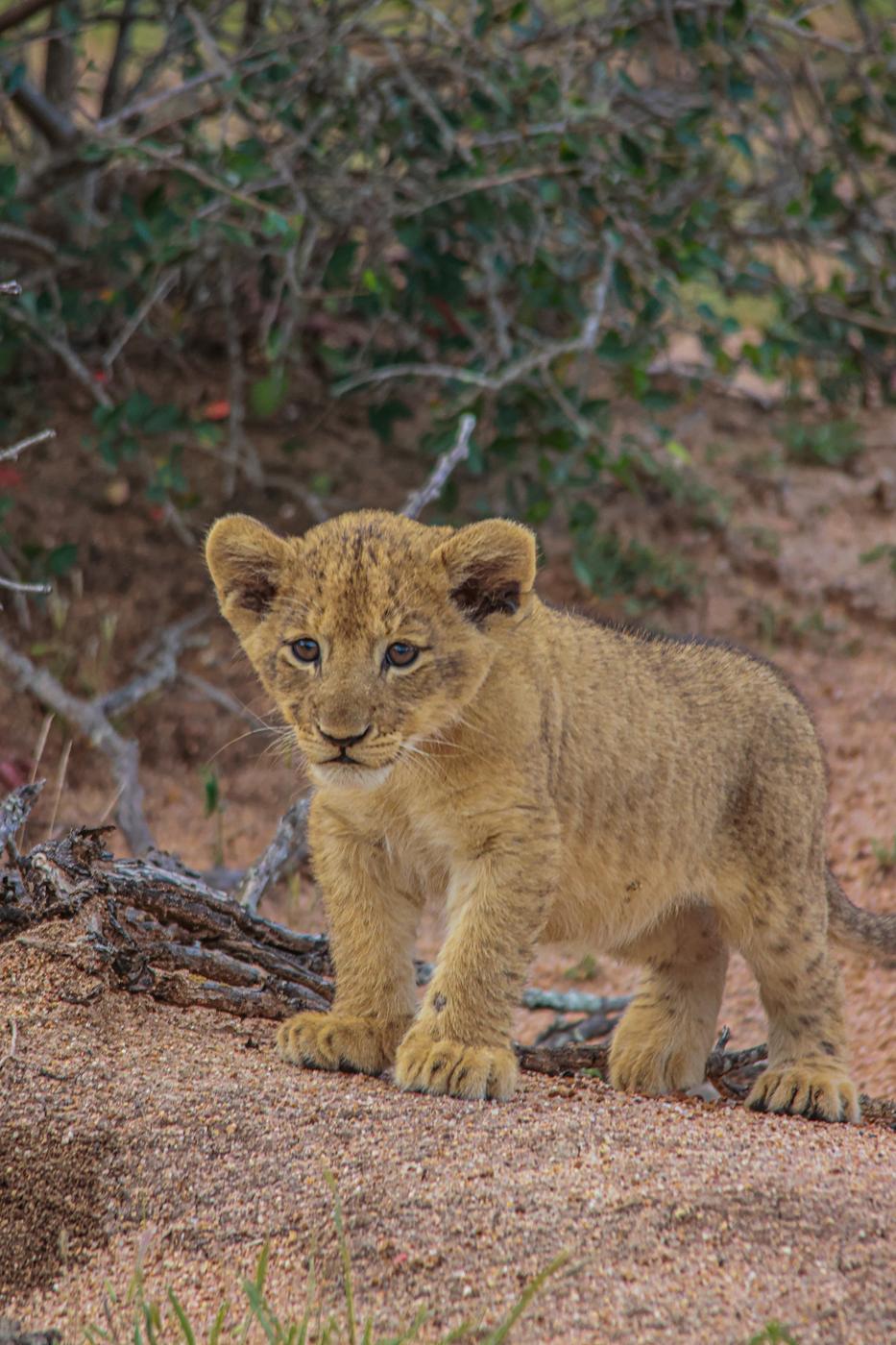 Lion cub walking, photographed by Marlo Hartman