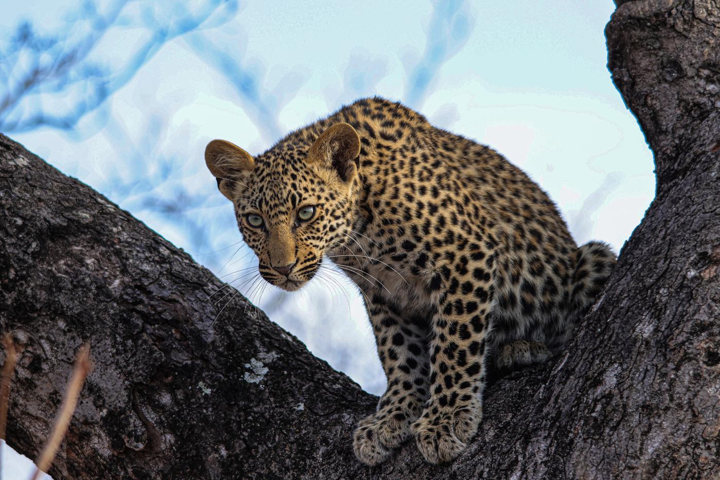 Young leopard in a fork of a tree, photographed by Marlo Hartman