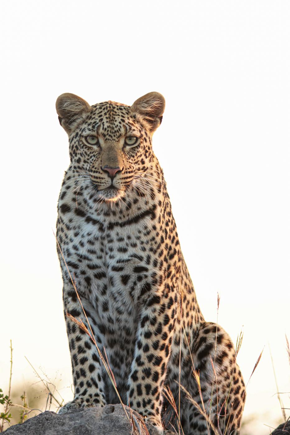 Leopard at first light, photographed by Marlo Hartman