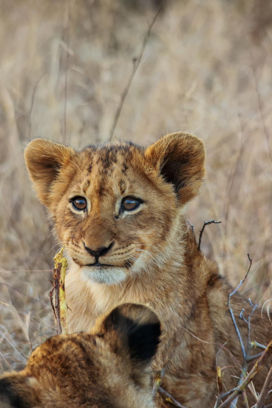 Lion cub in the grass, photographed by Marlo Hartman
