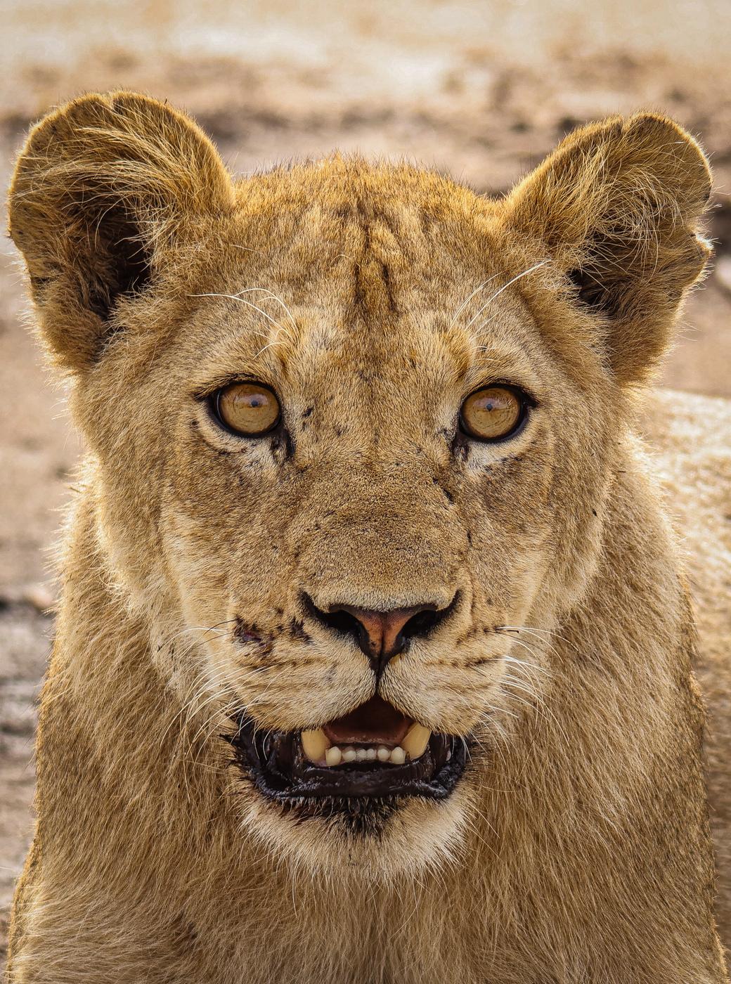 Young lion portrait, photographed by Marlo Hartman